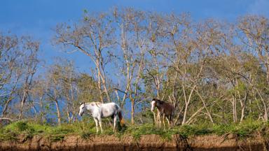 costa-rica_tarcoles-gebied_paarden-uitzicht_shutterstock