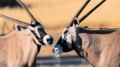namibie_etosha_antilope_a.jpg