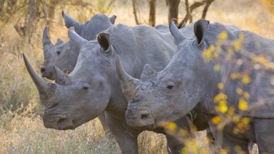 zuid-afrika_algemeen_neushoorns-1_b