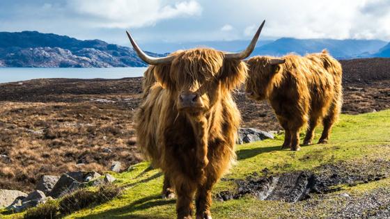 schotland_schotse hooglanden_koe_schotse hooglanders_GettyImages-1142047411