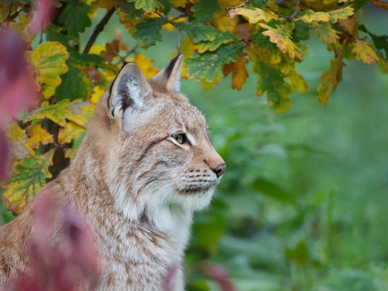 Impressie van GaiaZOO