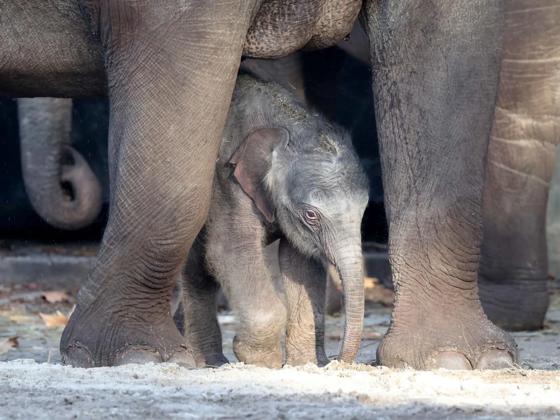 Impressie van ARTIS-Park