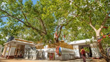 sri-lanka_anuradhapura_sri-maha-bodhi-boom_voorkant-gebouw_mens_shutterstock