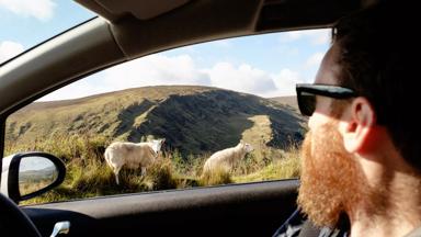 Ierland, The Burren, auto, man, schapen - GettyImages-1317911114