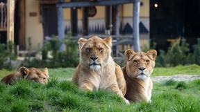 nederland_noord-brabant_hilvarenbeek_safari_resort_beekse_bergen_savanne_lodge (5)