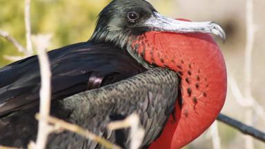 ecuador_galapagos_vogel_rood_f