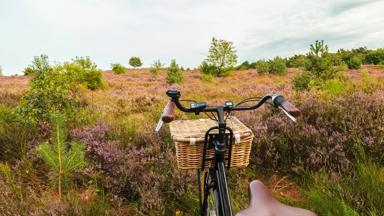 Electric black cargo bicycle with basket in Dutch national park The Veluwe with blooming heathland, The Netherlands