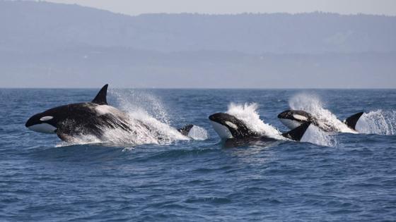 canada_algemeen_natuur_springende-orca_orka_b