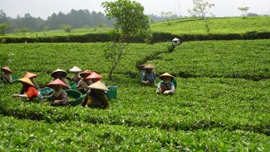 indonesie_java_theeplantage_theeplukkers_landschap_vrouwen_w.jpg