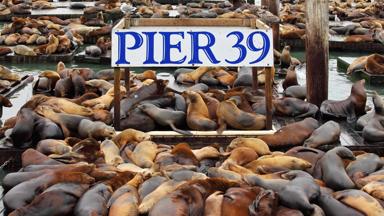 verenigde-staten_san-fransisco_pier39_zeehonden_b