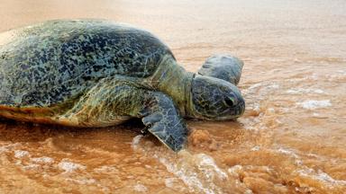 sri-lanka_algemeen_dier_schildpad_strand_zee_b