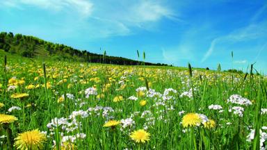 duitsland_willingen_bloemenweide_heuvels_touristinfo-willingen