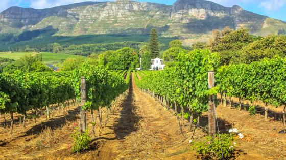 zuid-afrika_west-kaap_stellenbosch_wijngaard_bergen_shutterstock_493722562