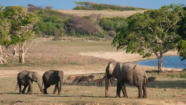 sri lanka_yala national park_dieren_olifant_hert_o