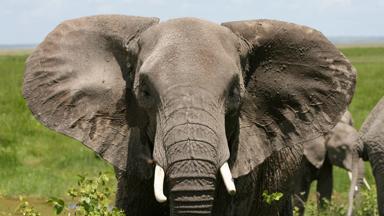 kenia_masai-mara_olifant_1_b.jpg