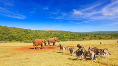 zuid-afrika_oost-kaap_addo-elephant-park_olifanten_zebras3_f