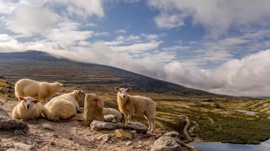 noorwegen_innlandet_rondane-nationaal-park_schaap_dier_bergen_meer_shutterstock_1202587738