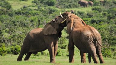 Two Elephants fighting, Addo Elephant National park, South Africa