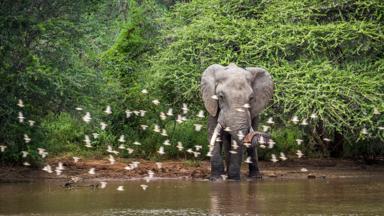 zuid-afrika_limpopo_kruger-national_park_dier_olifant_b