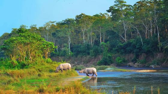 nepal_chitwan-national-park_neushoorn_water_b.jpg