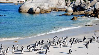 zuid-afrika_west-kaap_kaapstad_strand_pinguins_b