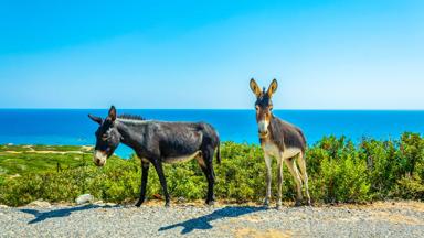 Wild donkeys are waiting at the entrance of Karpaz national park for tourists who give them something to eat, Cyprus