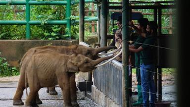 sri lanka_uda walawe_national park_elephant transit home_olifant_1_f