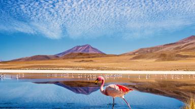 bolivia_salar-de-uyuni-vlakte_flamingo_meer_woestijn_b