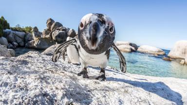 zuid-afrika_west-kaap_kaapstad_boulders beach_pinguin_GettyImages-838484472