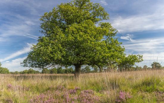 Bezuiniging van 24 miljoen euro op Nationale Parken van de baan