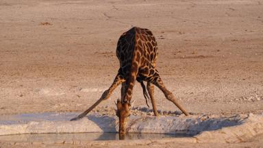 namibie_etosha_giraf_2_f.jpg