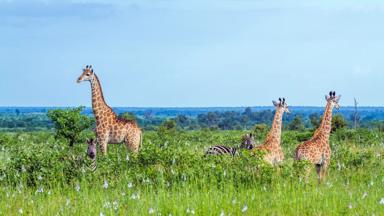 zuid-afrika_mpumalanga_kruger-nationaal-park_giraffe_zebra_shutterstock