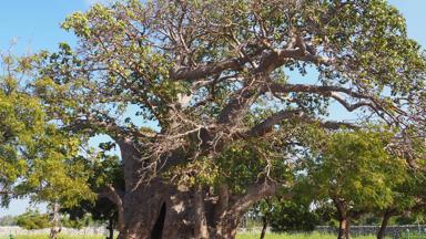 sri lanka_delft island_boom_baobab_f