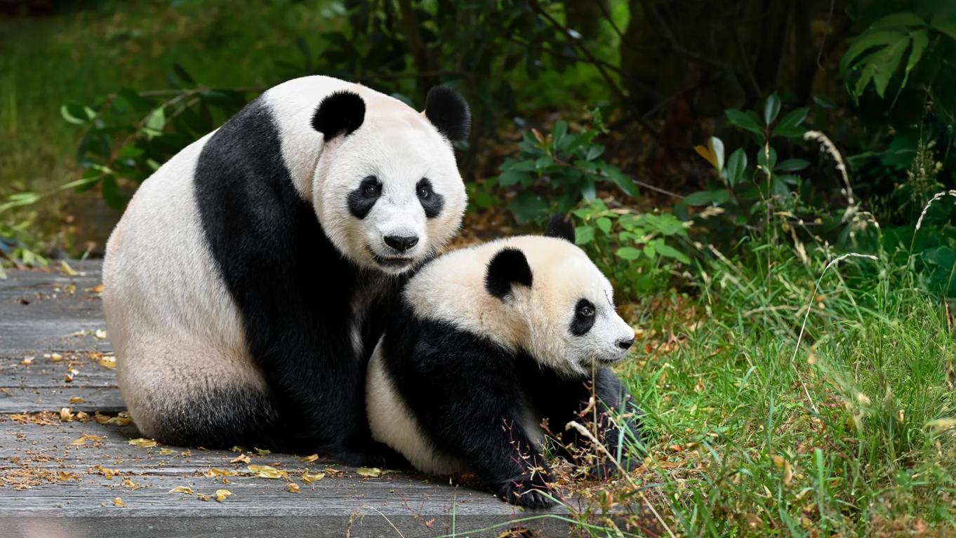 Twee panda's