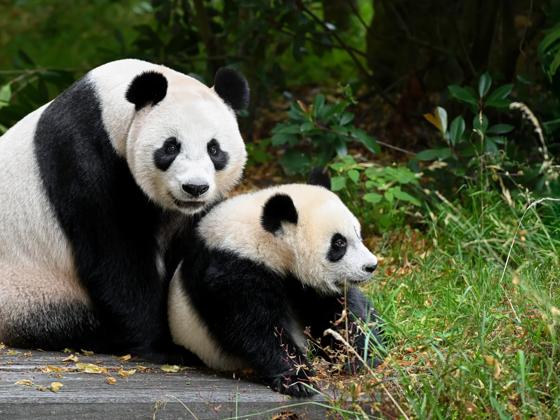 Impressie van Ouwehands Dierenpark