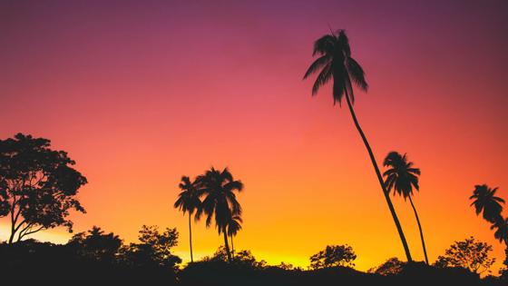 Zonsondergang palmbomen Mexico
