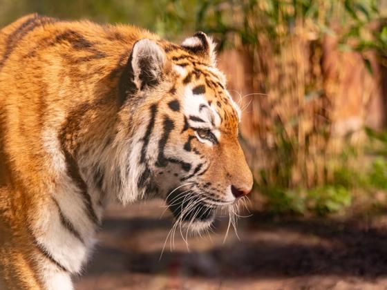 Impressie van ZooParc Overloon