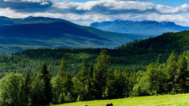 noorwegen_innlandet_gudbrandsdalen_ bergen_weides_paarden