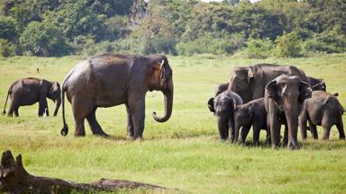 Kaudulla National Park Safari, Sri Lanka