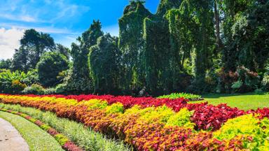 sri lanka_kandy_peradeniya_botanische_tuinen_b