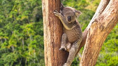 australie_algemeen_koala_b (1)