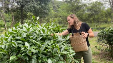 algemeen_thailand_chiang rai_theeplantage_reiziger_f