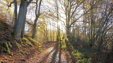 belgie_ardennen_bos_wandelpad_zon_pixabay