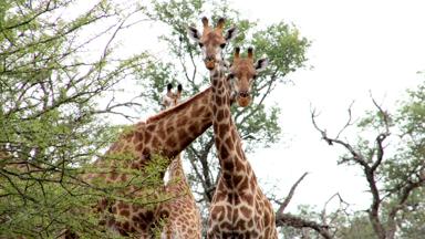 zuid-afrika_algemeen_dieren_giraffe_f