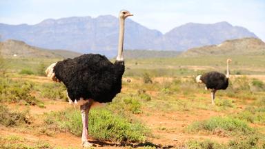 zuid-afrika_west-kaap_oudtshoorn_struisvogels_savanna_bergen_shutterstock