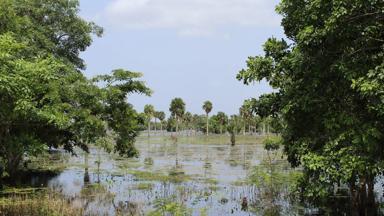 cuba_zapata_varkensbaai moeras_a