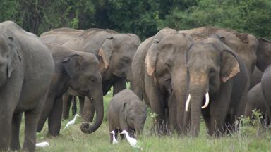 sri lanka_wilpattu national park_dieren_olifant_o