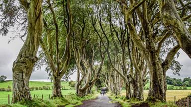 noord-ierland_antrim_the-dark-hedges_weg_bomen_mensen_pixabay.jpg