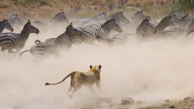 kenia_masai-mara-national-park_leeuw_zebra_jacht_b