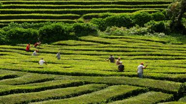 Gorreana Tea Factory Fields © Alexandre Delmar